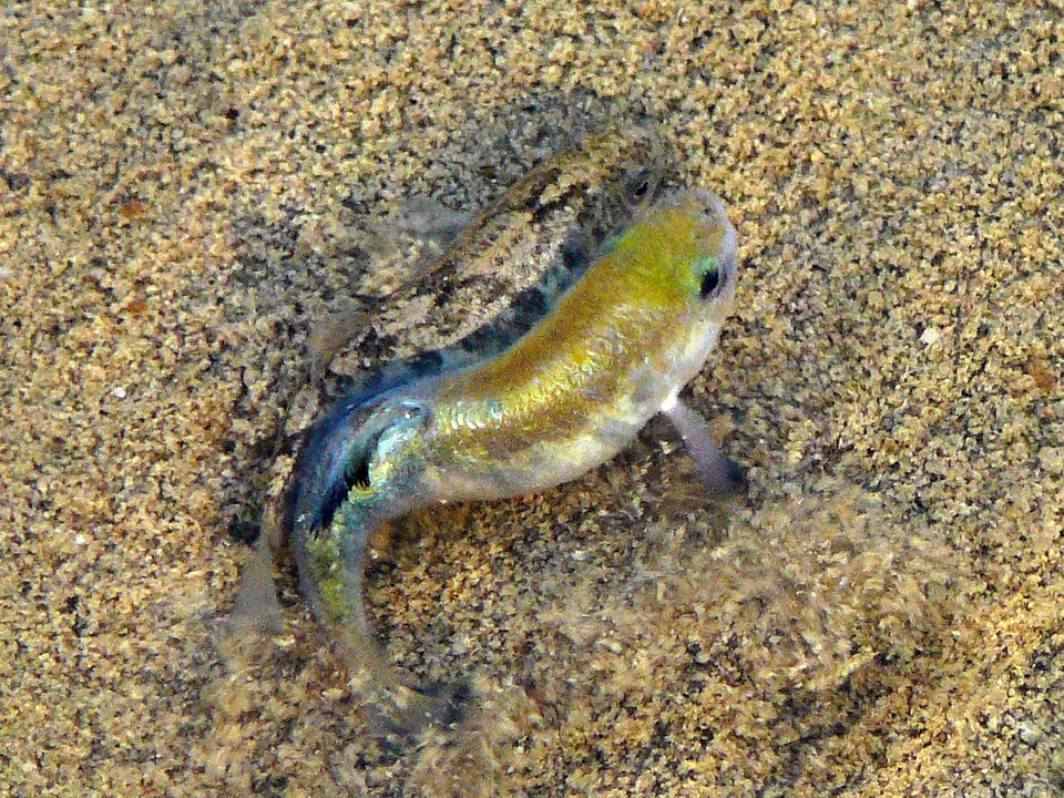 Death Valley Pupfish - Cyprinodon salinus