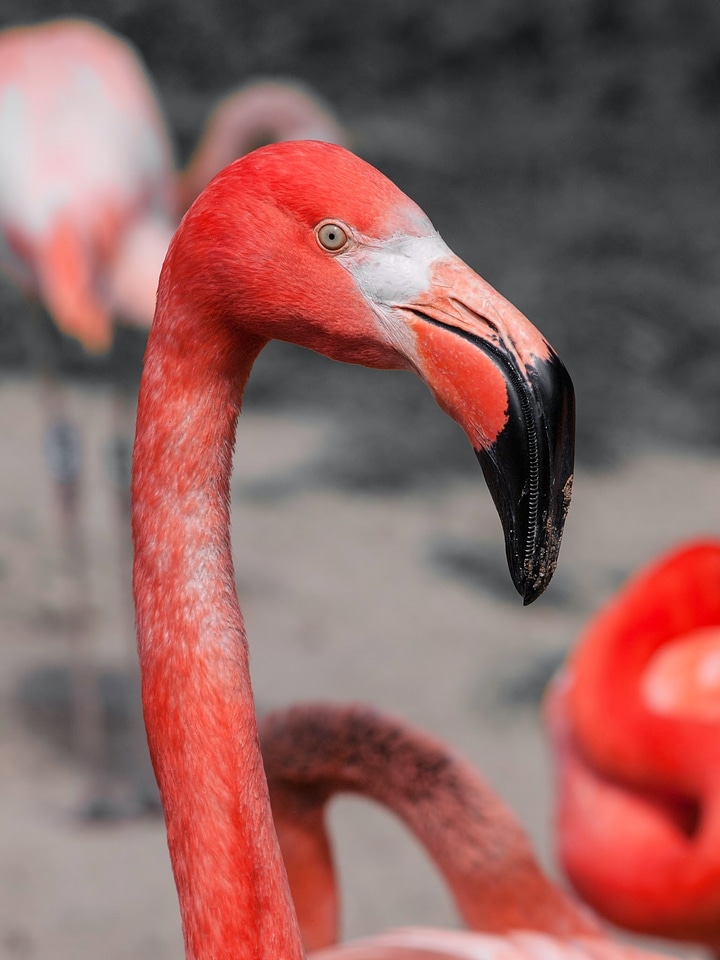 Red long neck animal