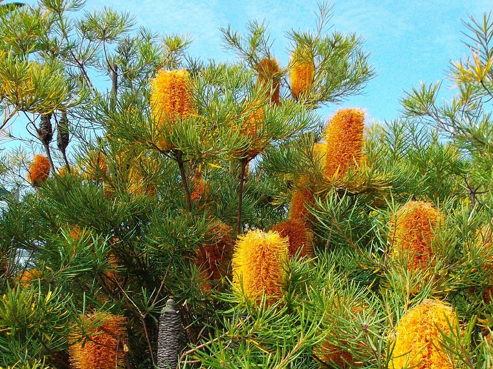 Australia floral plant