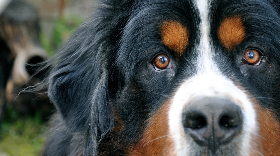 Pet Dog looking at you