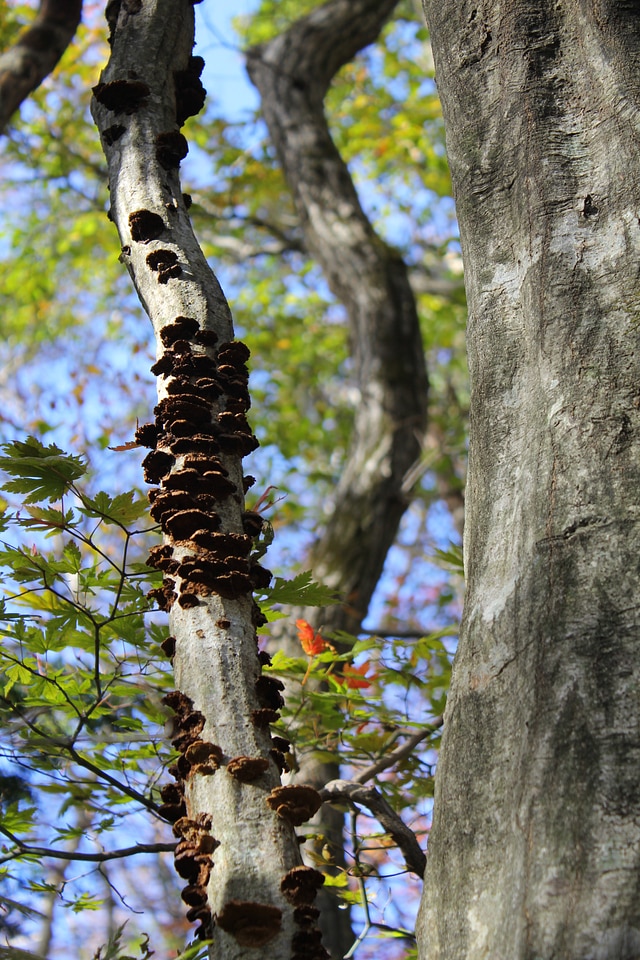 Forest vine mushroom