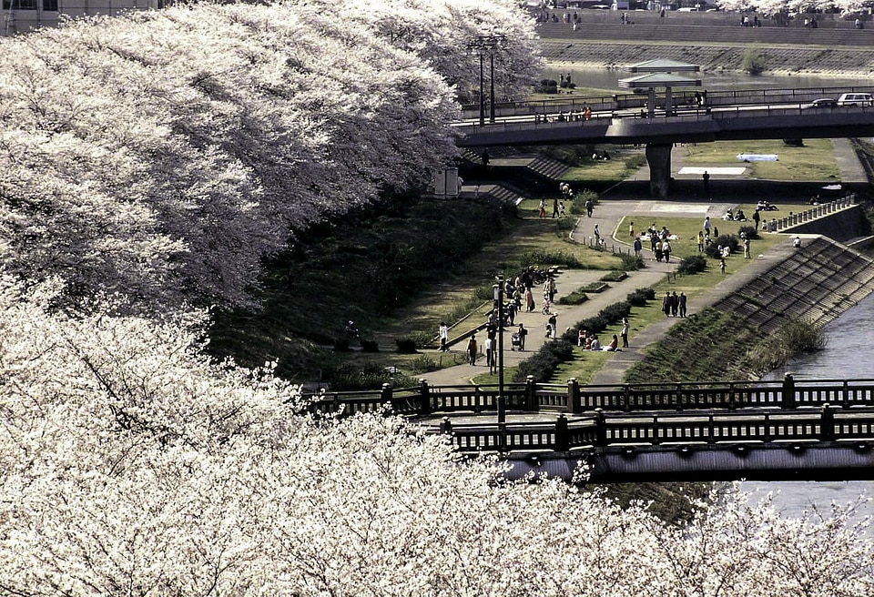 Bloom of the Sakura in Japan