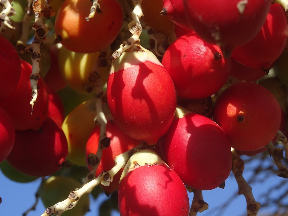 Date palm exotic hawaii