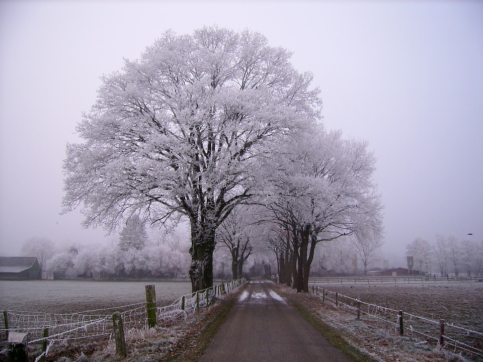 Winter Trees with path and road