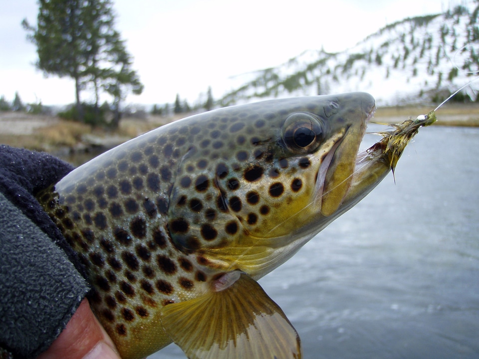 Brown Trout caught by Angler