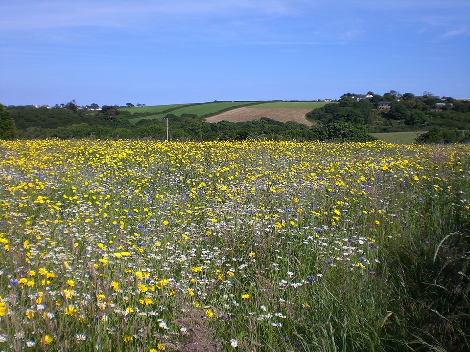 Grass and flower fields landscape