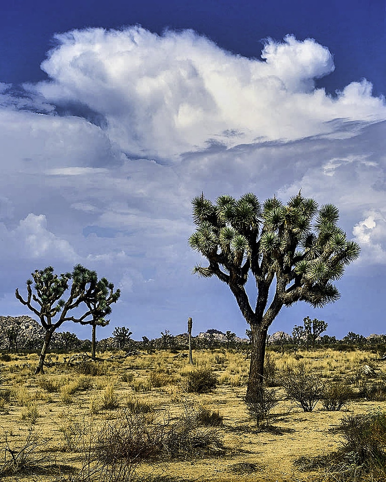 Joshua Trees and landscape in Joshua Tree National Park, California photo