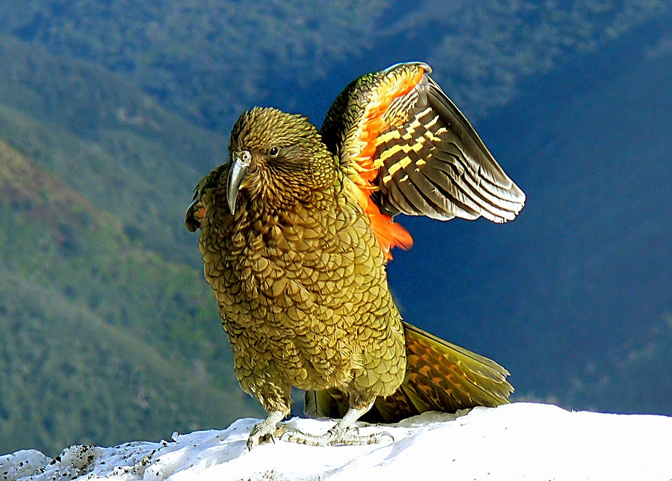 Kea Wing in New Zealand