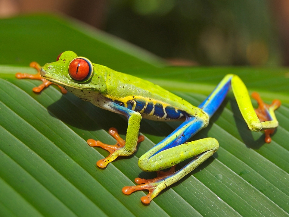 Red-Eyed Tree Frog - Agalychnis callidryas