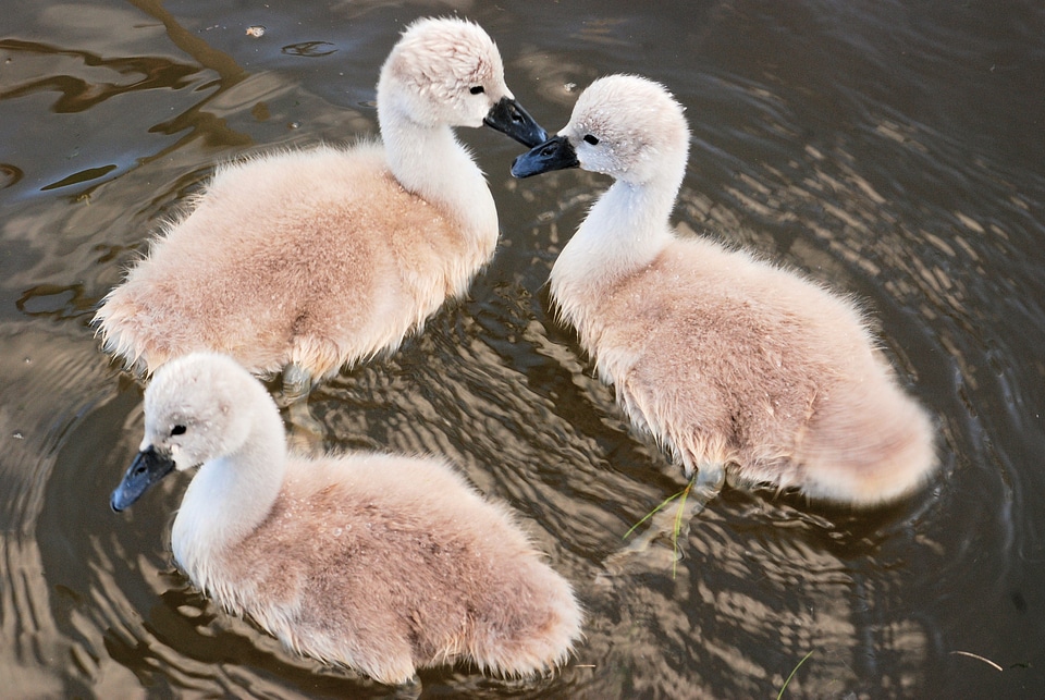 Bird chicks fluffy photo