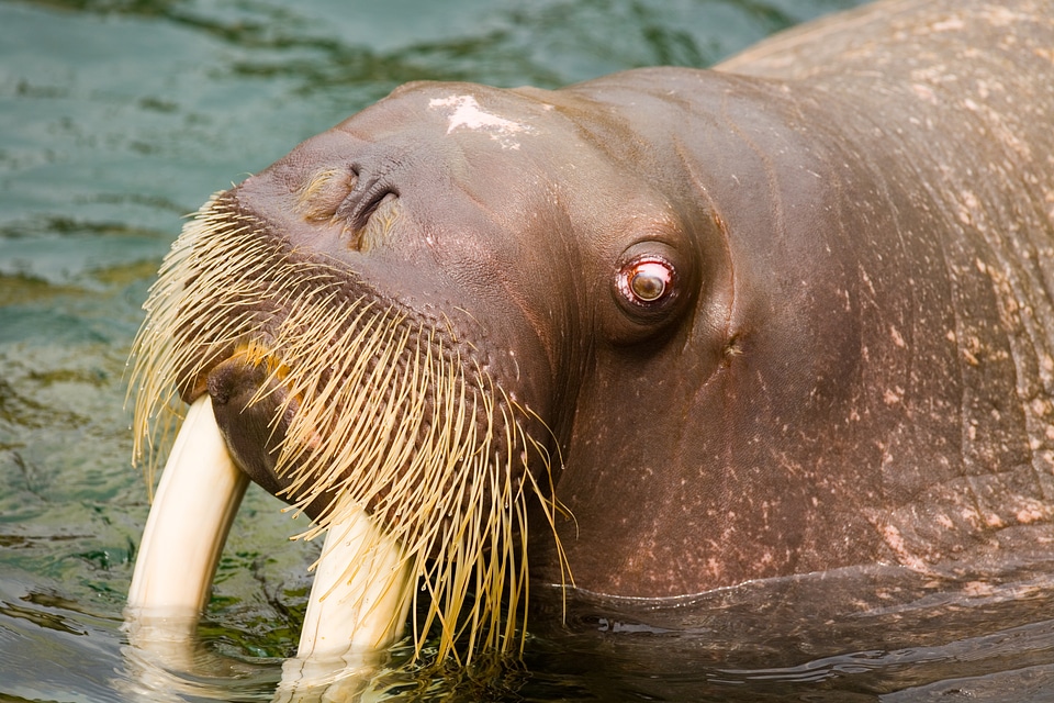 Head of the Walrus - Odobenus rosmarus