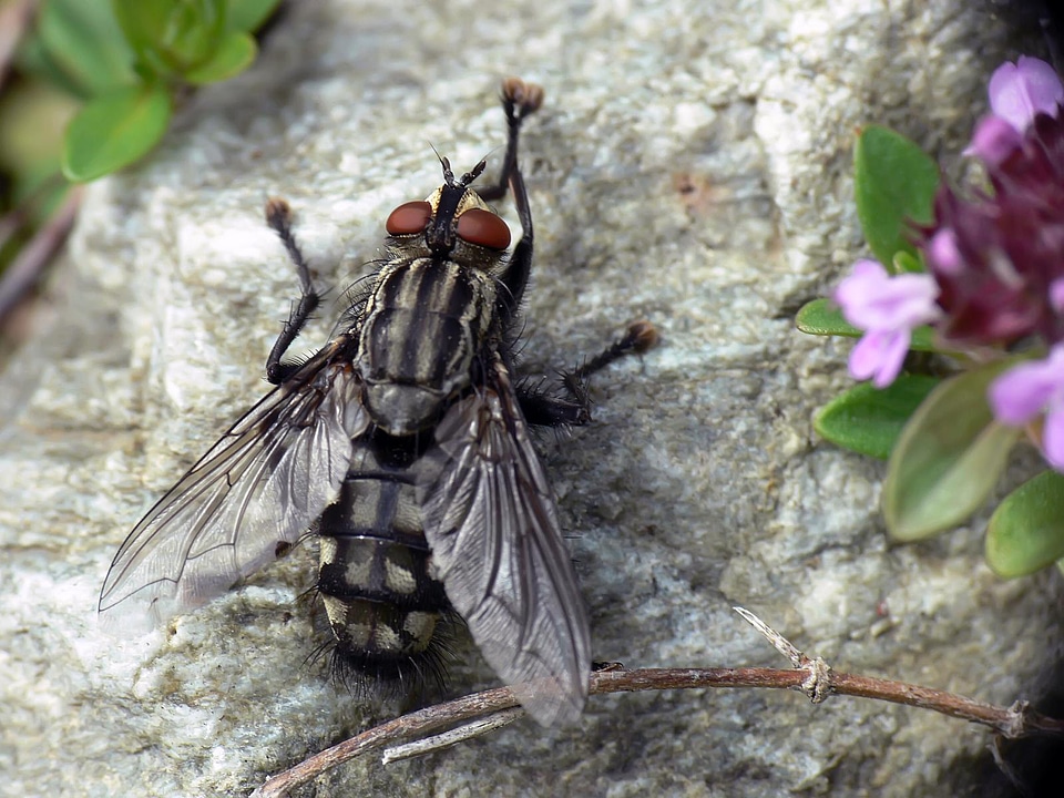 Close-up of fly on rock