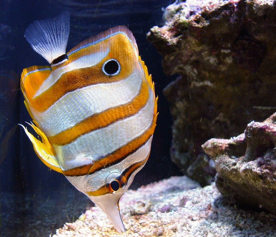 Copperband butterflyfish - Chelmon rostratus photo