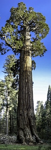 General Grant Tree in King's Canyon National Park, California