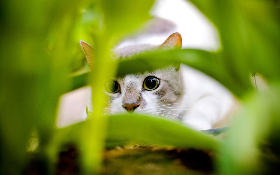 Cat Peering through Leaves