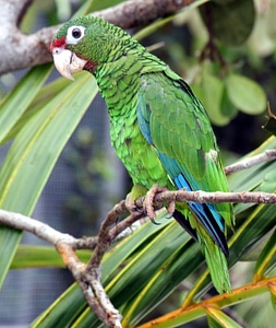 Puerto Rican Amazon Parrot -- Amazona vittata photo