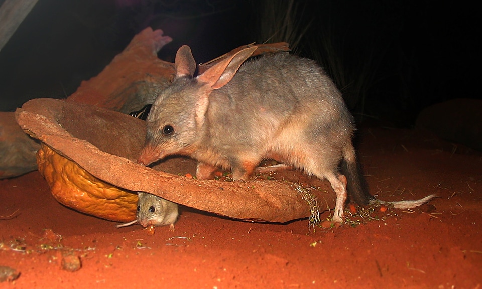 Bilby with a mouse