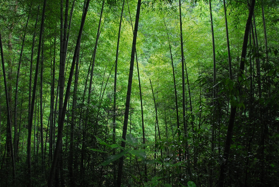 Bamboo green Free photos