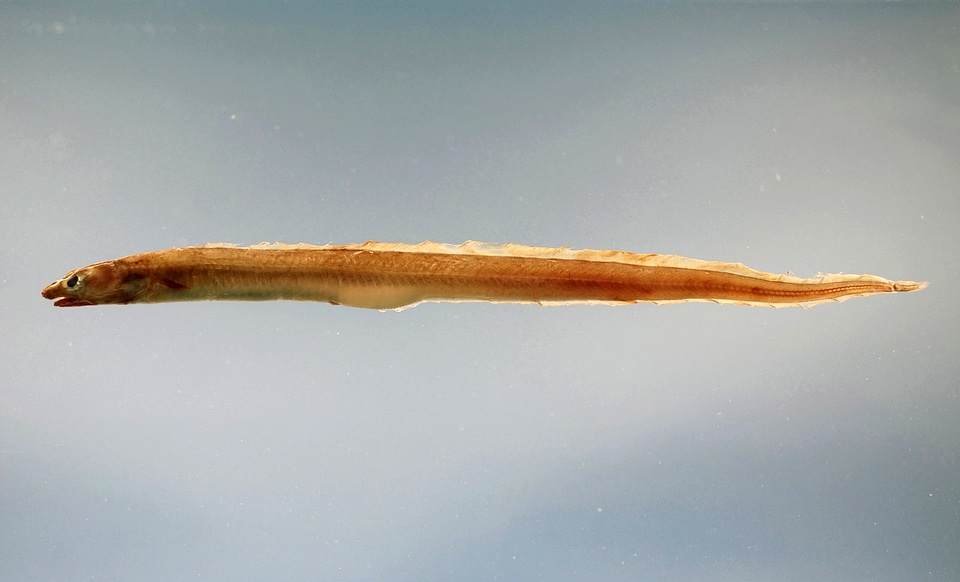 American conger - Conger oceanicus