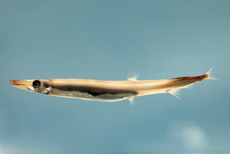 Barracudinas - Lestidium atlanticum