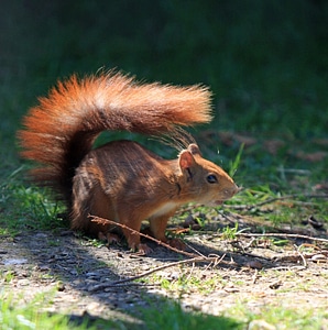 Bushy tail tail wild