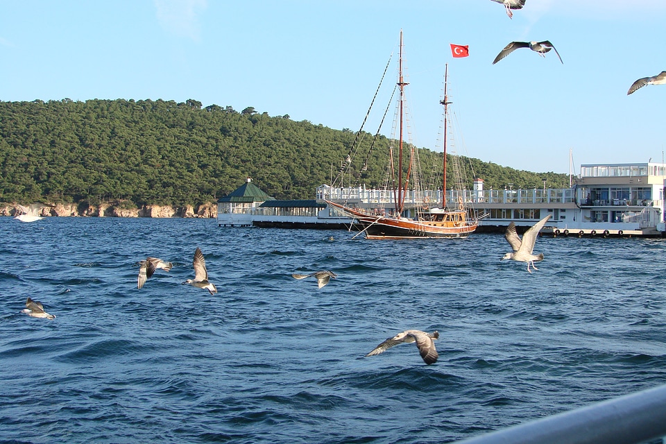 Marina of Burgazada, Istanbul with seagulls and boats