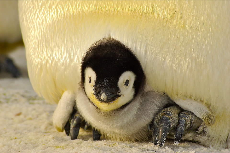 Penguin with baby chick photo