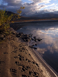 Bear Tracks along the lake at Gates of Arctic National Park, Alaska photo