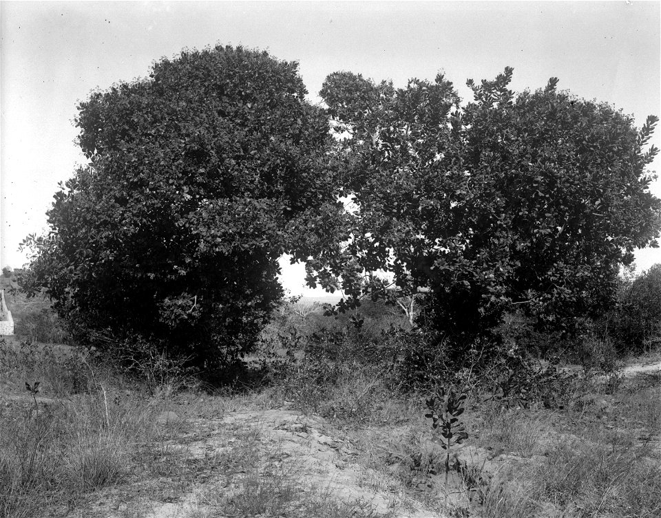 Mahabiboträd. Mahajanga, Majunga. Madagaskar - SMVK - 021997