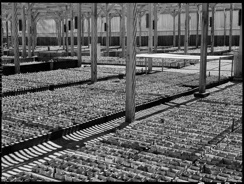 Manzanar Relocation Center, Manzanar, California. View of one of the lath house where seedlings are . . . - NARA - 538025