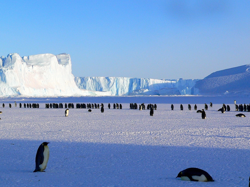 Colony of Penguins in Antarctica photo