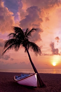 Canoe next to palm tree during sunset