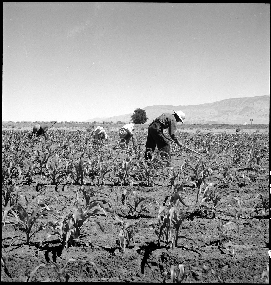 Manzanar Relocation Center, Manzanar, California. Hoeing corn on the farm project at this War Reloc . . . - NARA - 538052