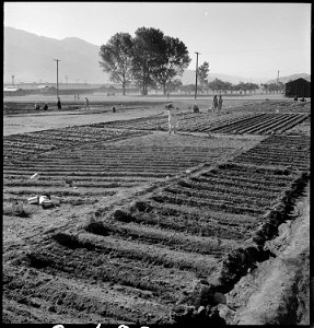 Manzanar Relocation Center, Manzanar, California. Evacuees of Japanese ancestry are growing flouris . . . - NARA - 537979