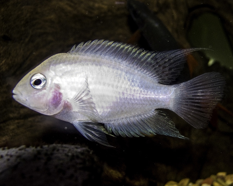 Convict cichlid - Amatitlania nigrofasciata