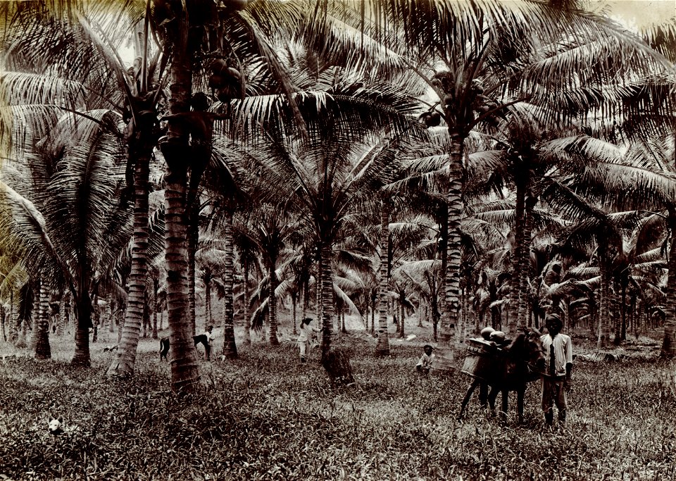 KITLV - 78533 - Kurkdjian - Sourabaia-Java - Men at work in coconut trees, probably in Java - circa 1915