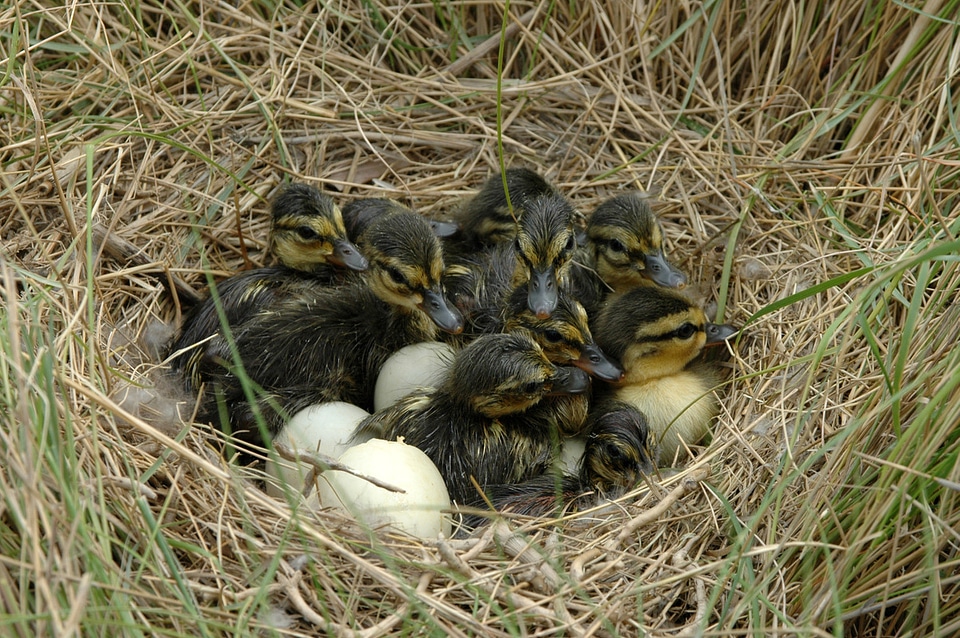 Baby ducklings in a nest