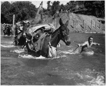Mule skinners attached to 2nd Battalion, 475th Infantry Regiment, Mars Task Force, stripped down to their bare skin... - NARA - 531235