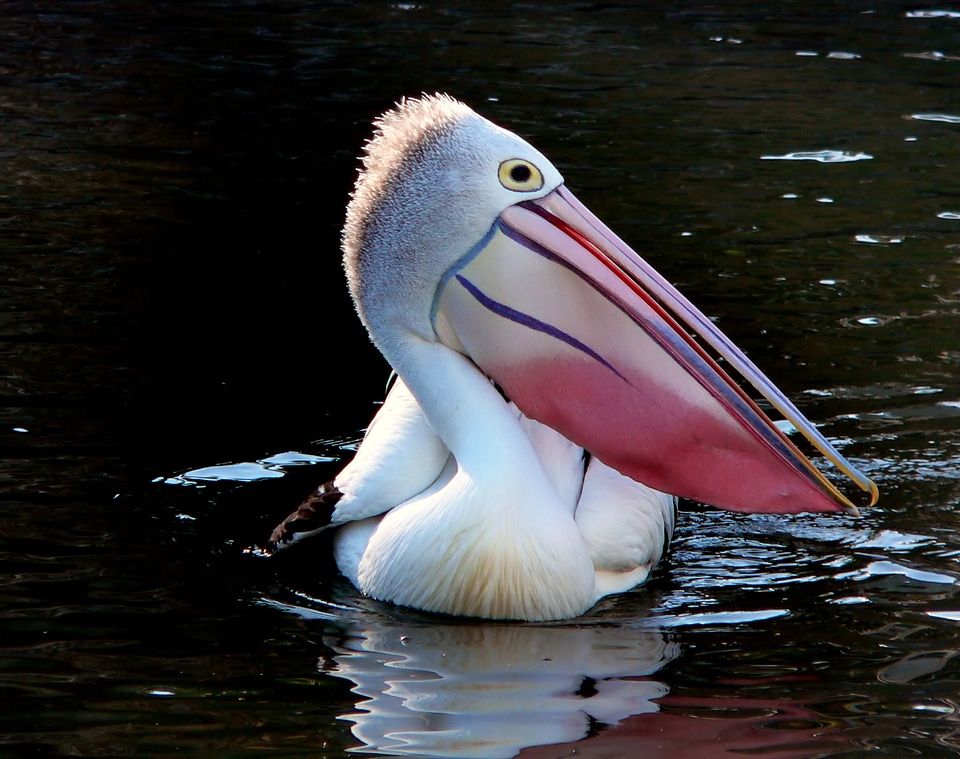Pelican with colorful beak