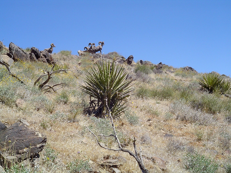 Bighorn Sheep at Joshua Tree National Park, California