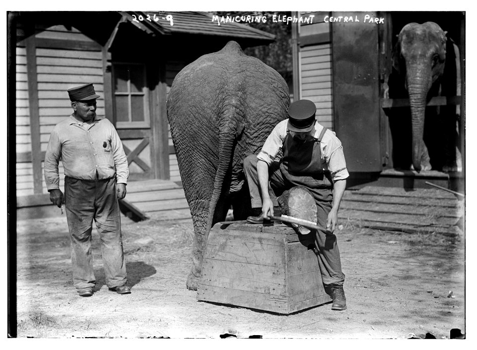 Manicuring elephants, Central Park LCCN2014688137