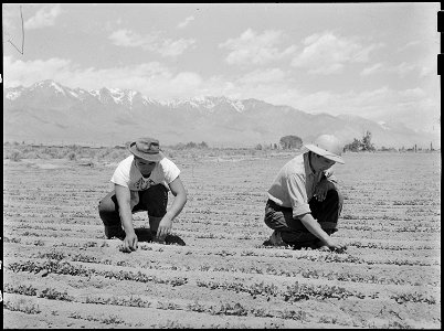 Manzanar Relocation Center, Manzanar, California. Ichiro Okumura, 22 (left), from Venice, Californi . . . - NARA - 538473