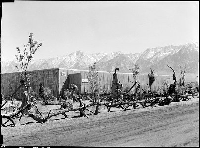 Manzanar Relocation Center, Manzanar, California. Exterior view of the lath house of guyaule rubber . . . - NARA - 538026