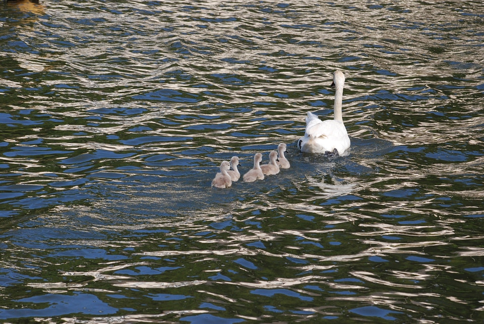 Family bird fly photo