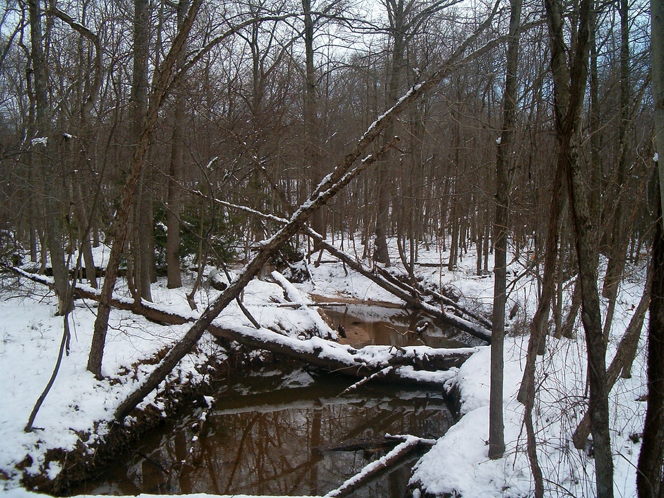 Still Creek in Greenbelt Park in the Winter in Maryland