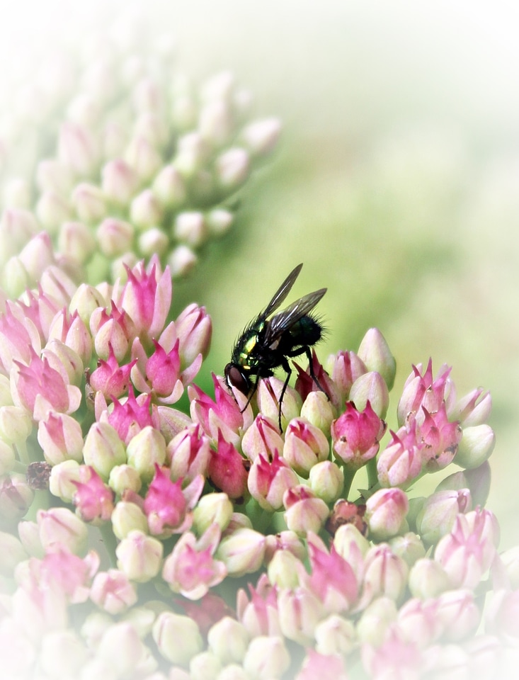 Bloom nature close up