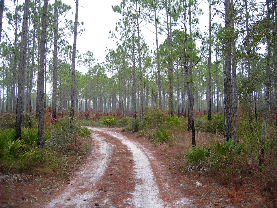 Hiking Corridor into the trees