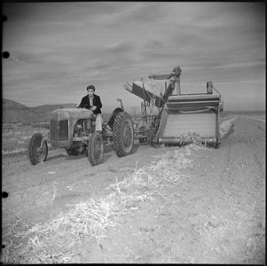 Heart Mountain Relocation Center, Heart Mountain, Wyoming. Eichi Sakauye, resident of Heart Mountai . . . - NARA - 539473