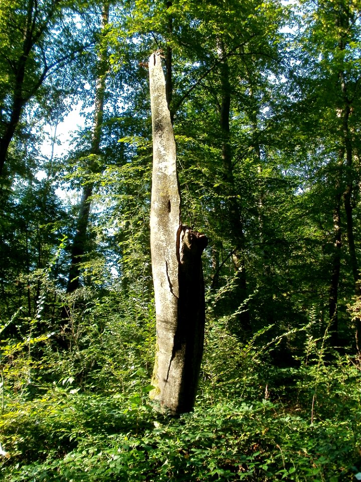 20110830Reilingen1
