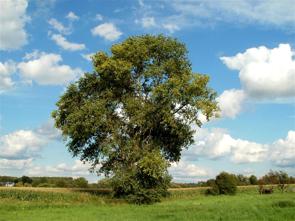 20110815Kronau04
